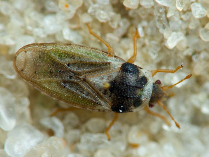 Piesmatidae Amyot & Serville, 1843